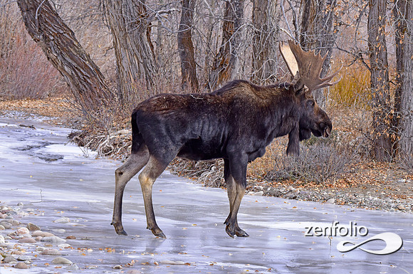 bull moose (148)