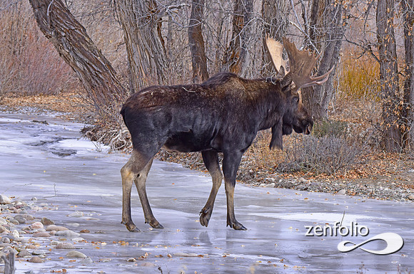 bull moose (145)