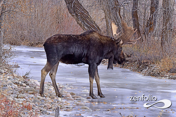bull moose (136)