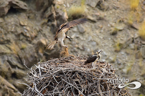 nesting ospreys (1)