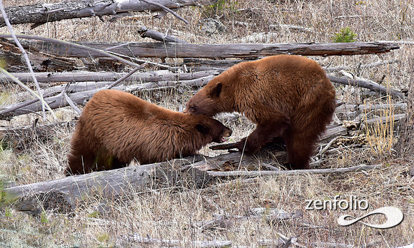cinnamon bears (7)