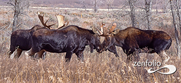 bull moose (110)