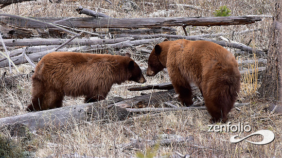 cinnamon bears (6)