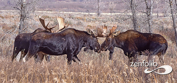 bull moose (109)