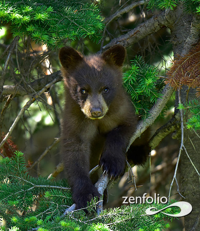 black bear cub (8)