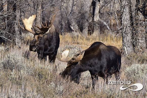 bull moose (34)
