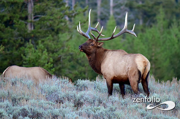 rutting bull elk (14)