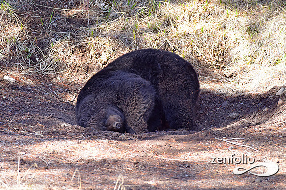 male black bear
