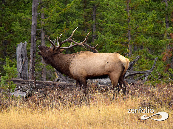 big bull elk (18)