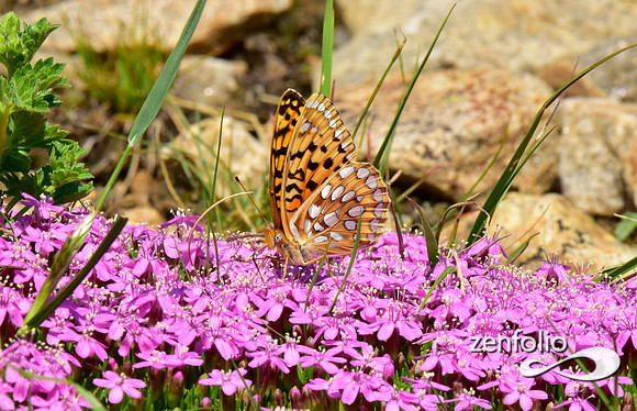 butterfly