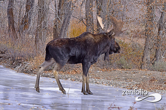 bull moose (155)