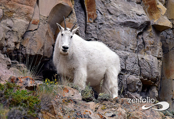 mtn goat 5