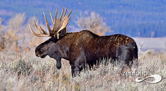 bull moose (18)