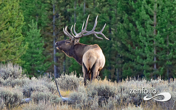 monster bull elk (22)