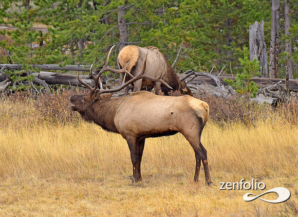 big bull elk (14)