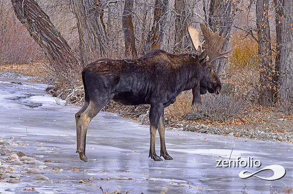 bull moose (146)