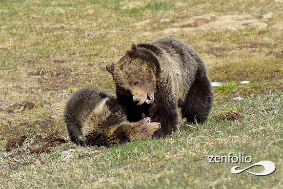 grizzly with yearling cub (5)