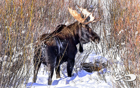 winter bull in yellowstone (1)
