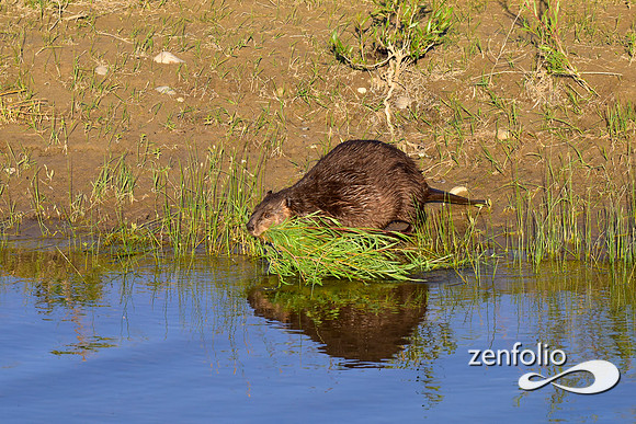 beavers (78)