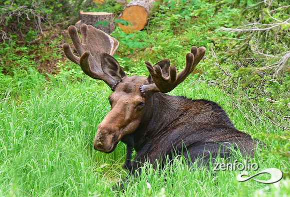 bull moose  (26)