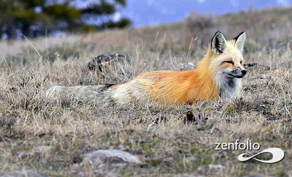 red fox (1)
