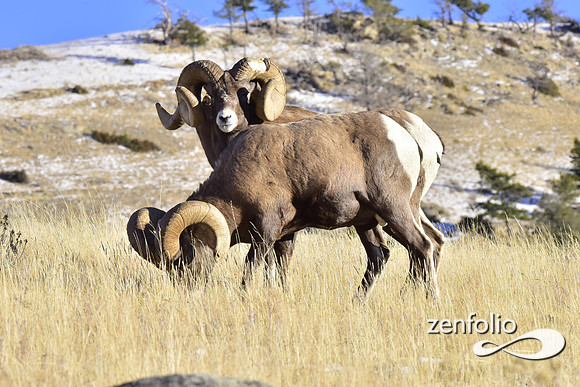 bighorn rams (4)