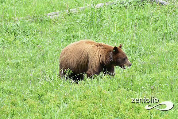 cinnamon bear
