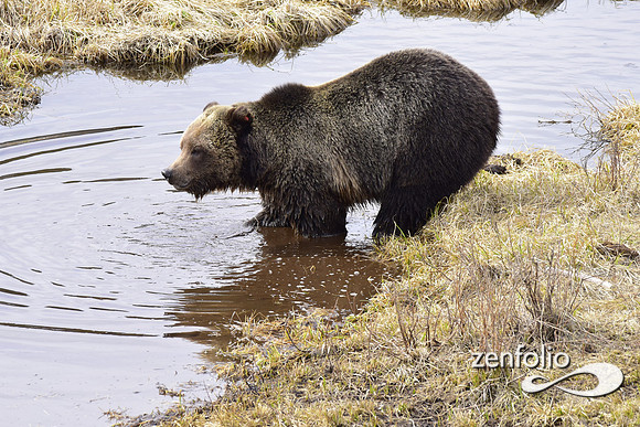 blacktail grizzly,spring 2017 (144)