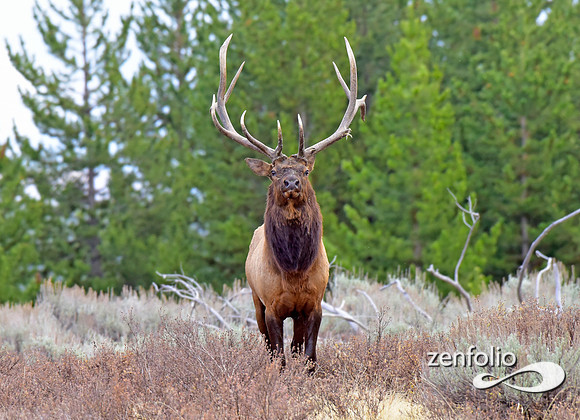 big bull elk (30)