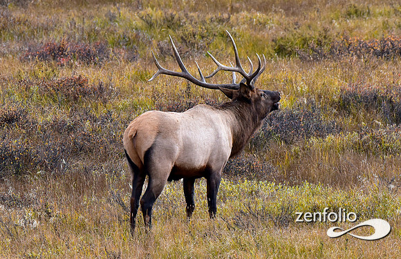 bull elk (6)