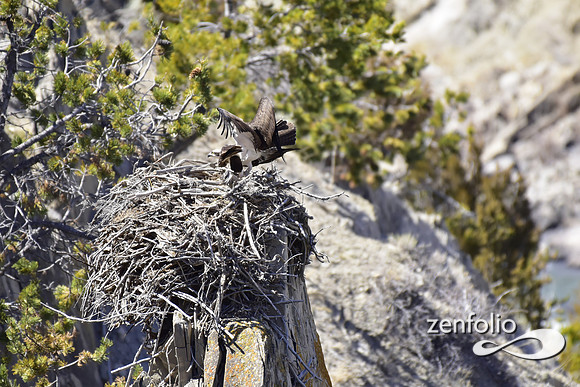 ospreys nesting (41)