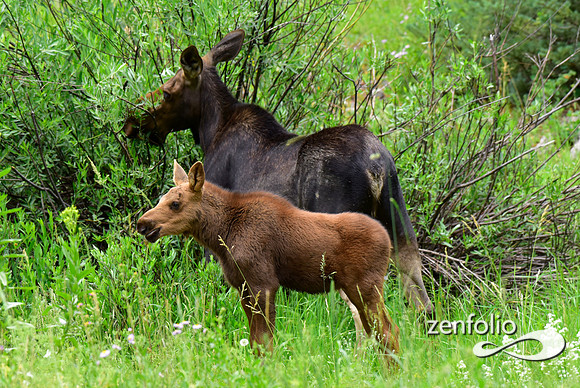 moose and calf feeding (20)