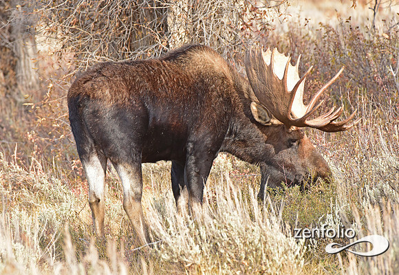 bull moose (15)