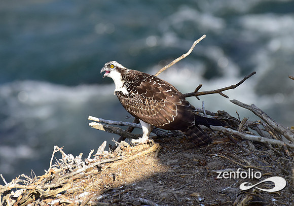 osprey (2)
