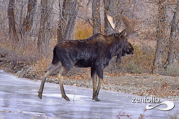 bull moose (156)