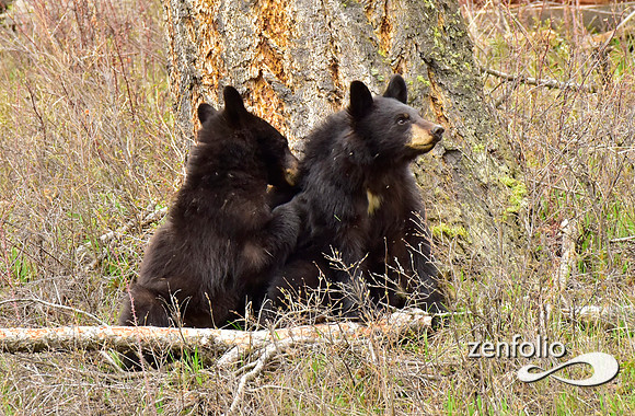black bears (28)