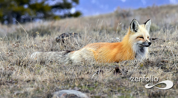 red fox (8)