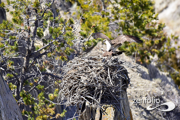 ospreys nesting (3)