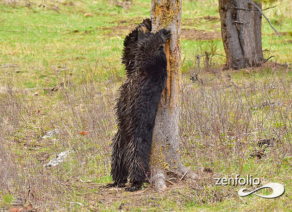 black bears (11)