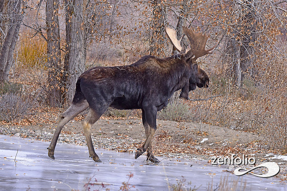bull moose (159)