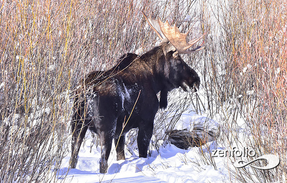 winter bull in yellowstone (2)