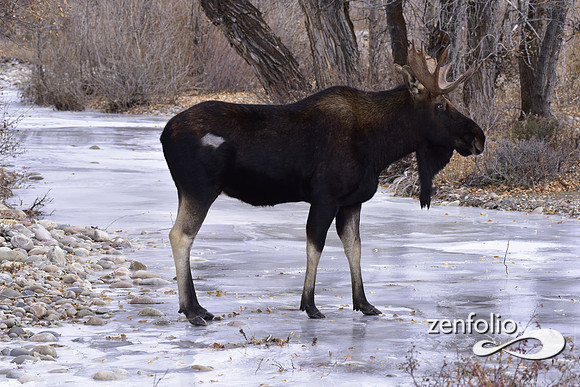 bull moose (176)