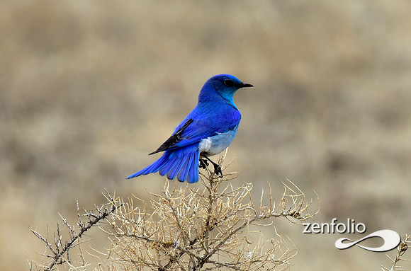 mtn bluebird (3)
