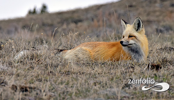 red fox (6)