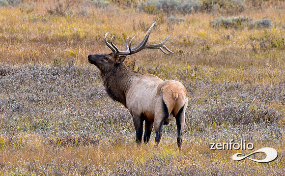 bull elk (17)