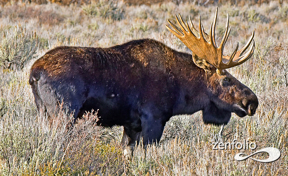 bull moose (30)