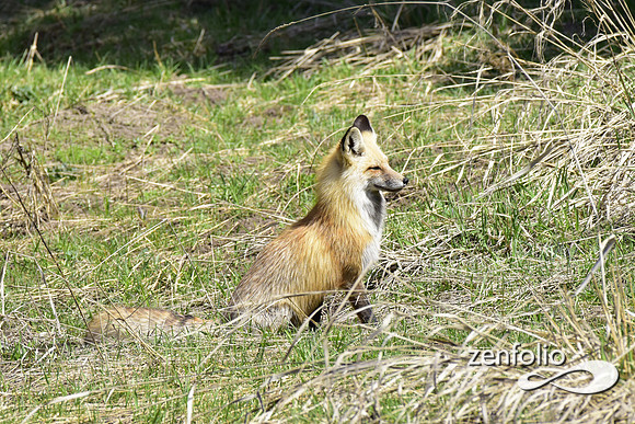 red fox