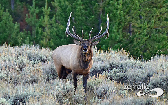 monster bull elk (12)