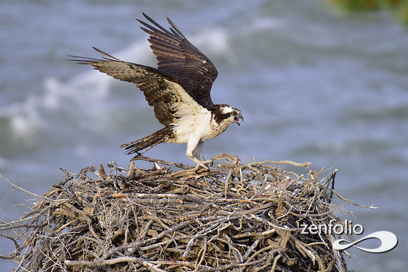 osprey nesting (8)