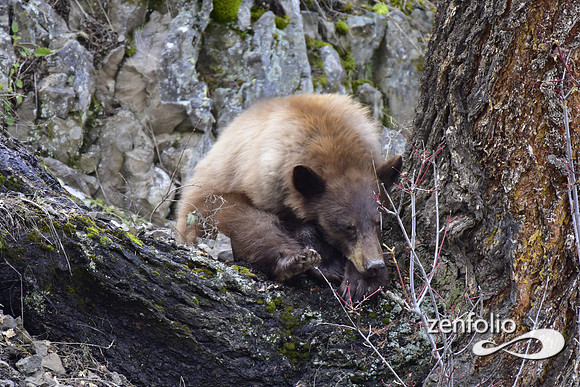 sleepy bear (6)